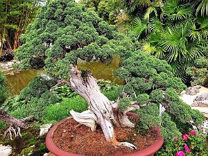 KUNMING - Parc Daguan - 095